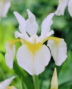 Iris ensata white